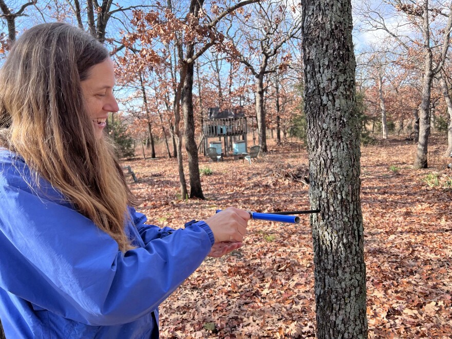Are there ancient trees in your neck of the woods? Project surveys